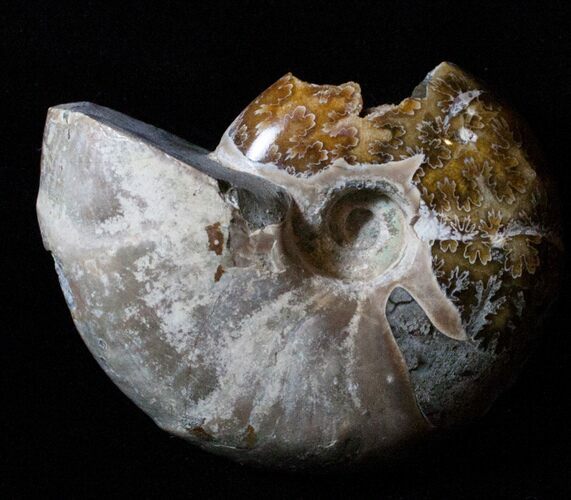 Bargain Desmoceras Ammonite - inches #3478